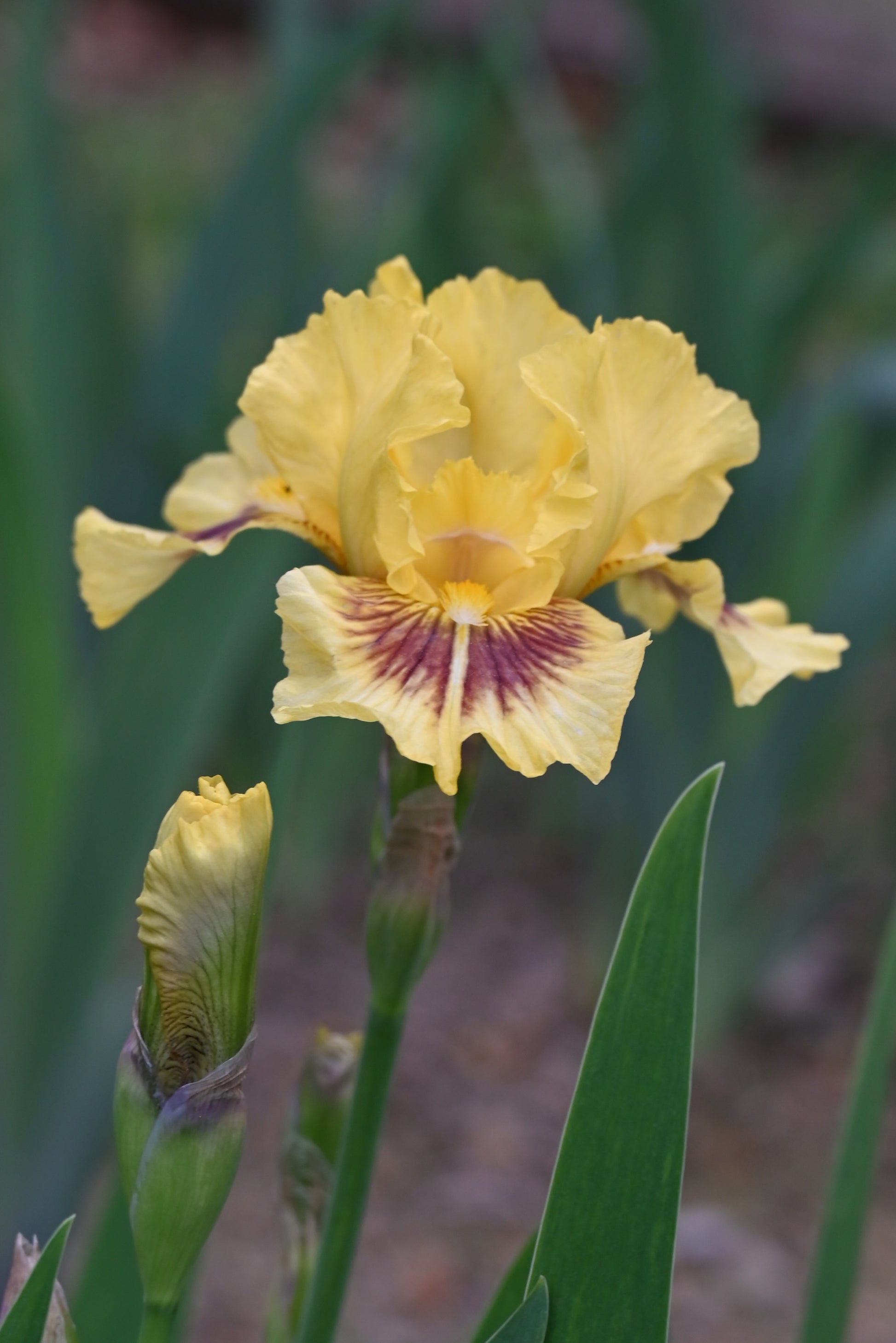 The flower Roz - Intermediate Bearded Iris (IB)