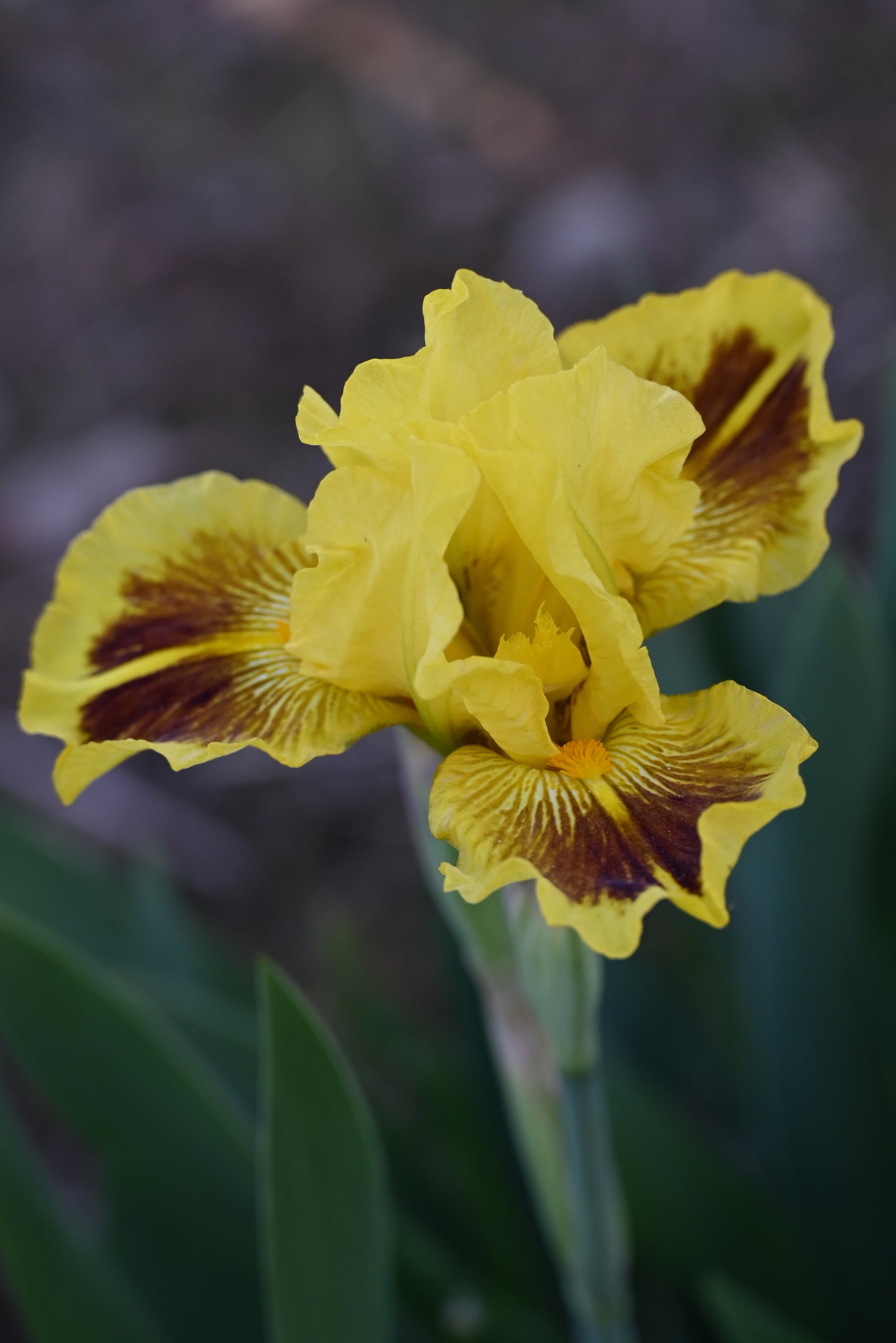 The flower Roz - Intermediate Bearded Iris (IB)