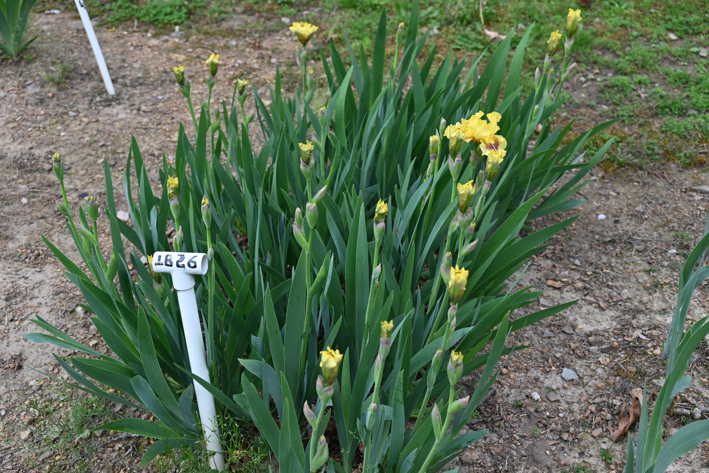 The flower Roz - Intermediate Bearded Iris (IB)