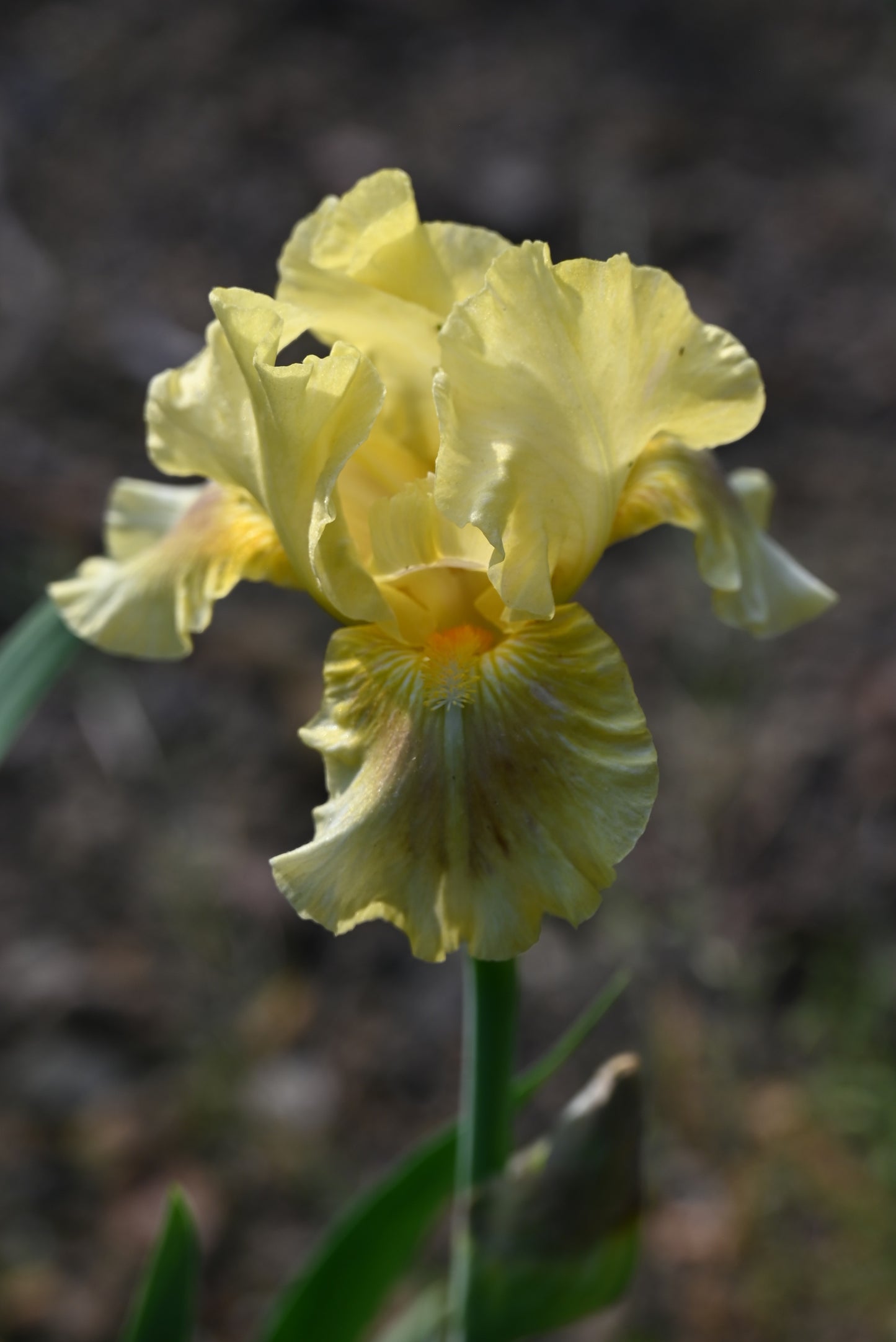 The flower Lemon Wine - Intermediate Bearded Iris (IB)