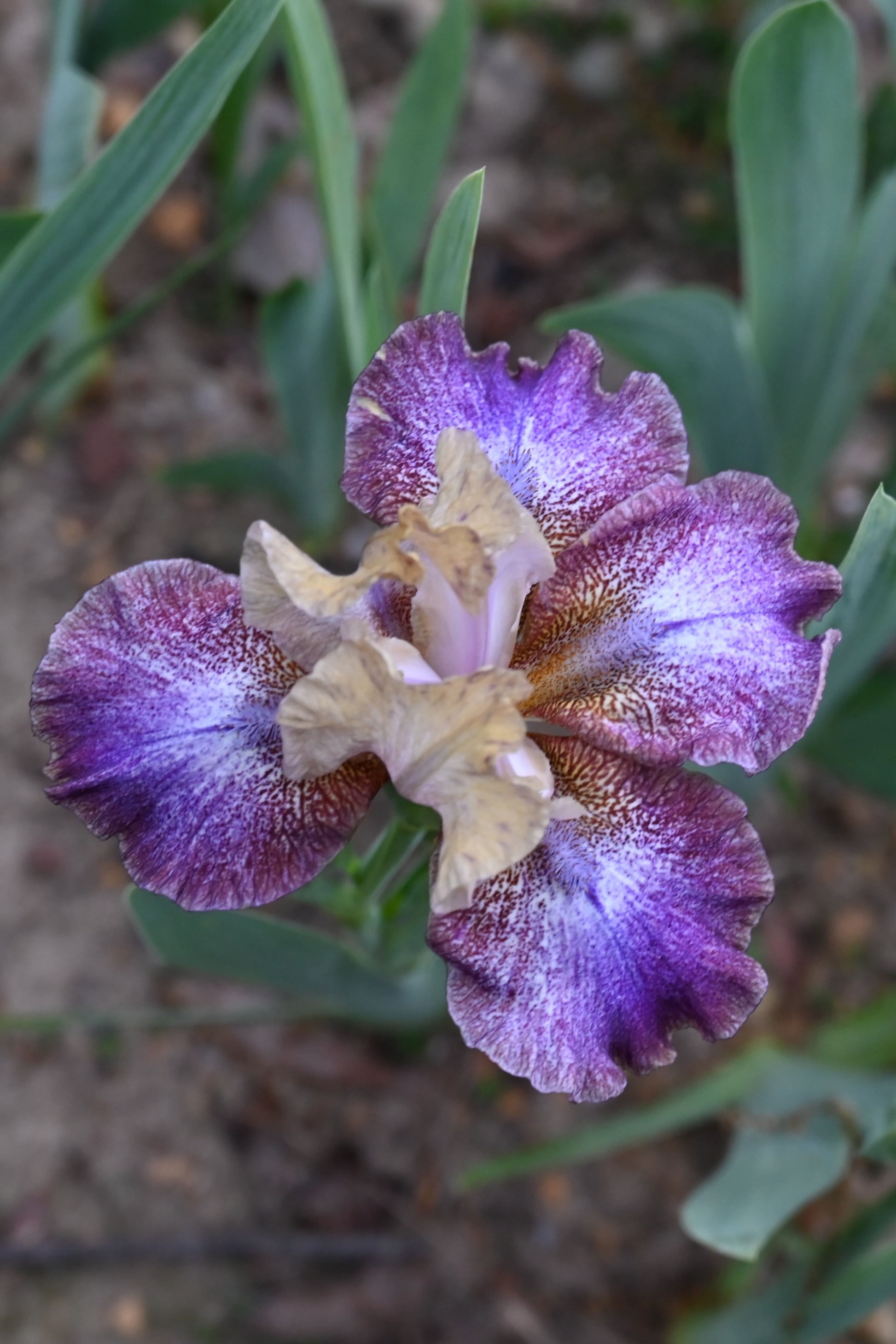 The flower Goose Bumps - Intermediate Bearded Iris (IB)