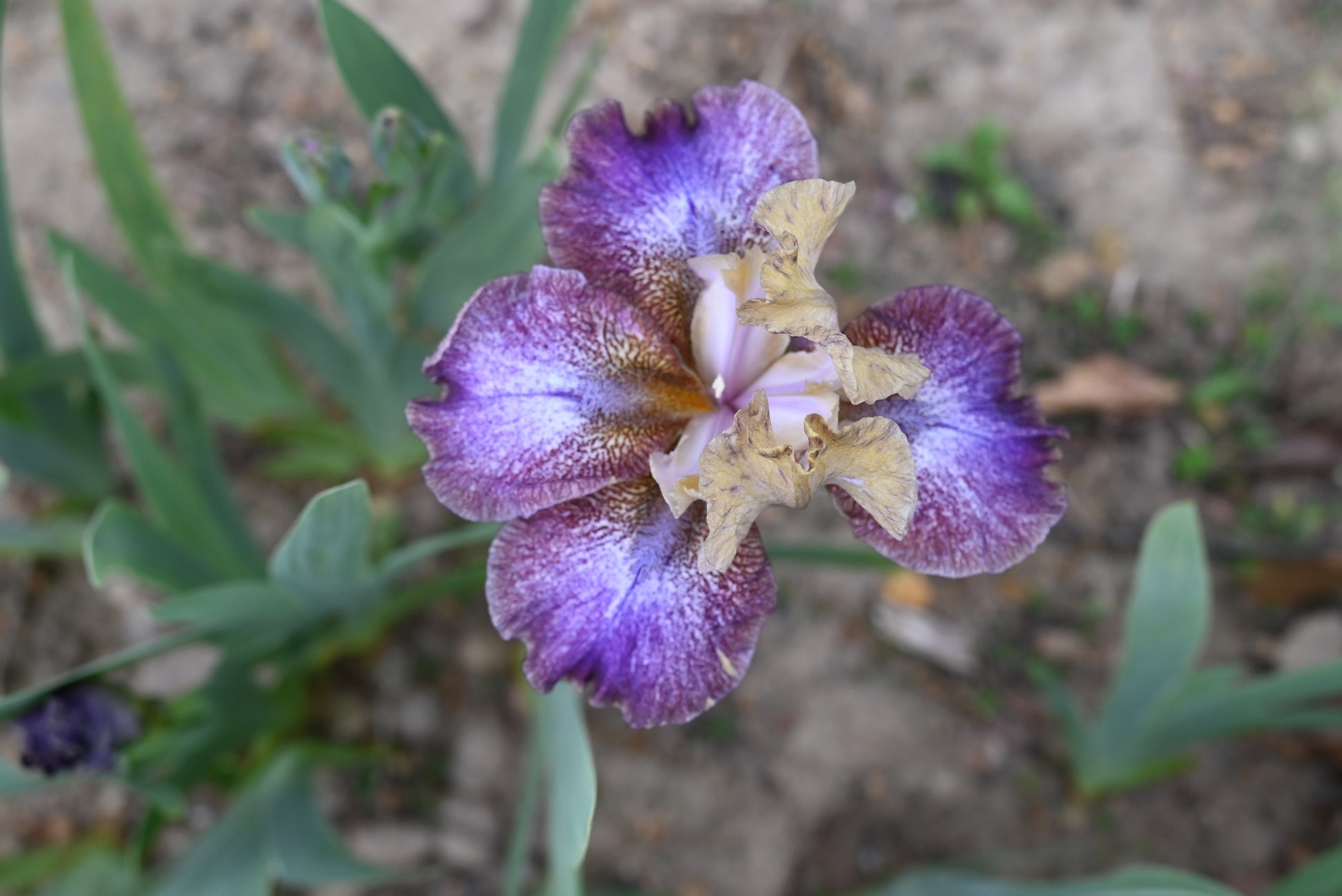 The flower Goose Bumps - Intermediate Bearded Iris (IB)