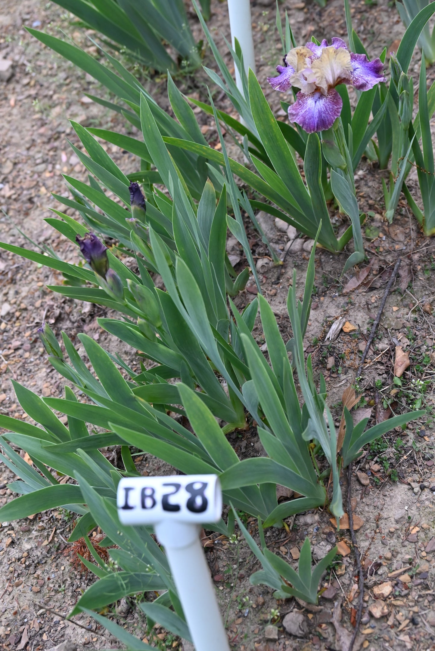 The flower Goose Bumps - Intermediate Bearded Iris (IB)