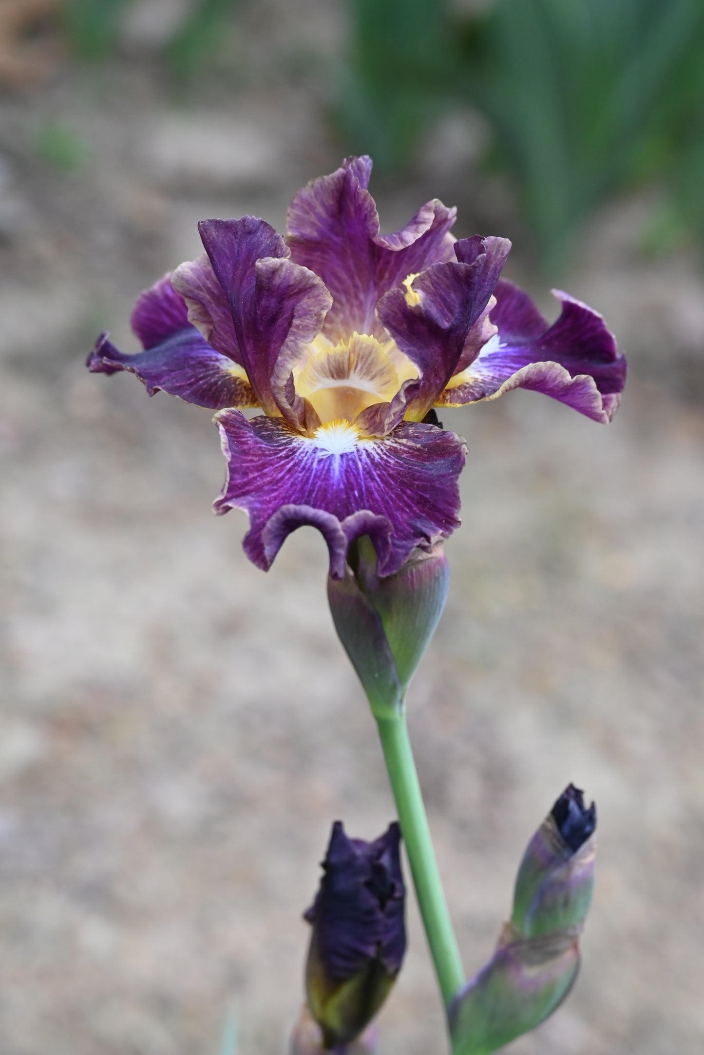 The flower Blackcurrant - Intermediate Bearded Iris (IB)