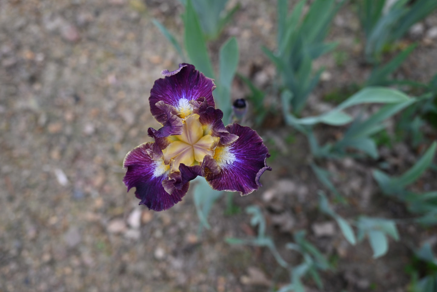 The flower Blackcurrant - Intermediate Bearded Iris (IB)