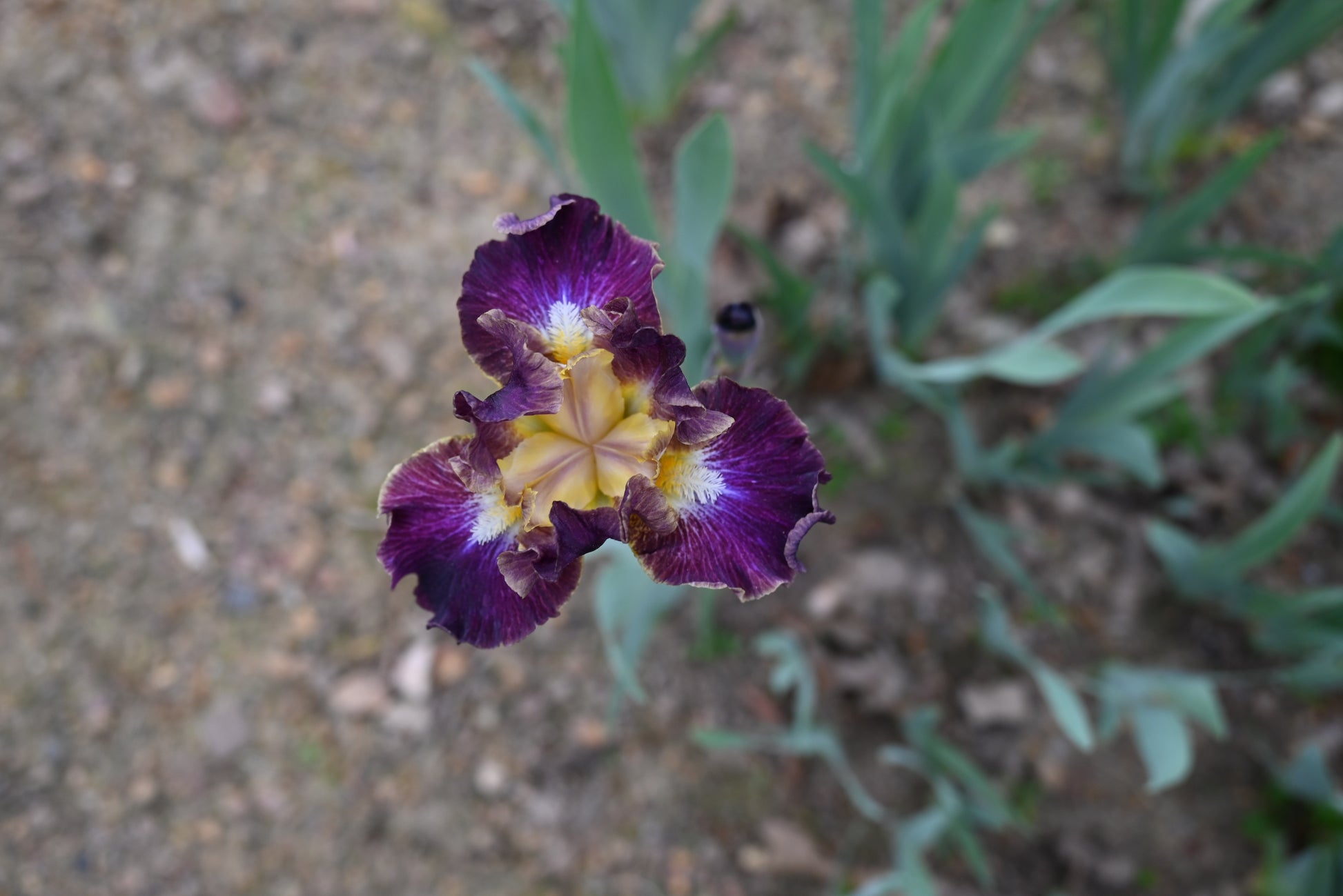 The flower Blackcurrant - Intermediate Bearded Iris (IB)