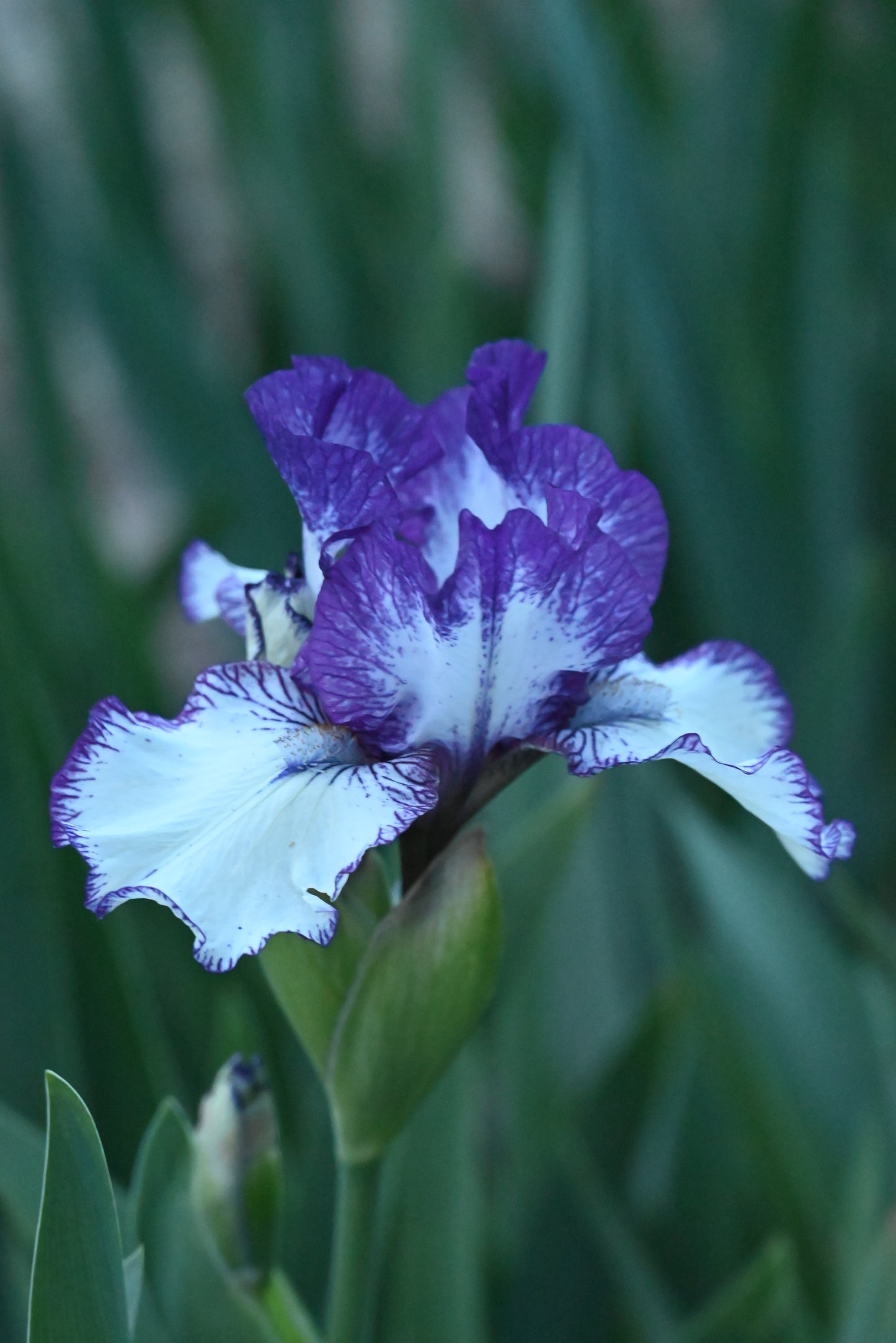 The flower Rare Edition - Intermediate Bearded Iris (IB)