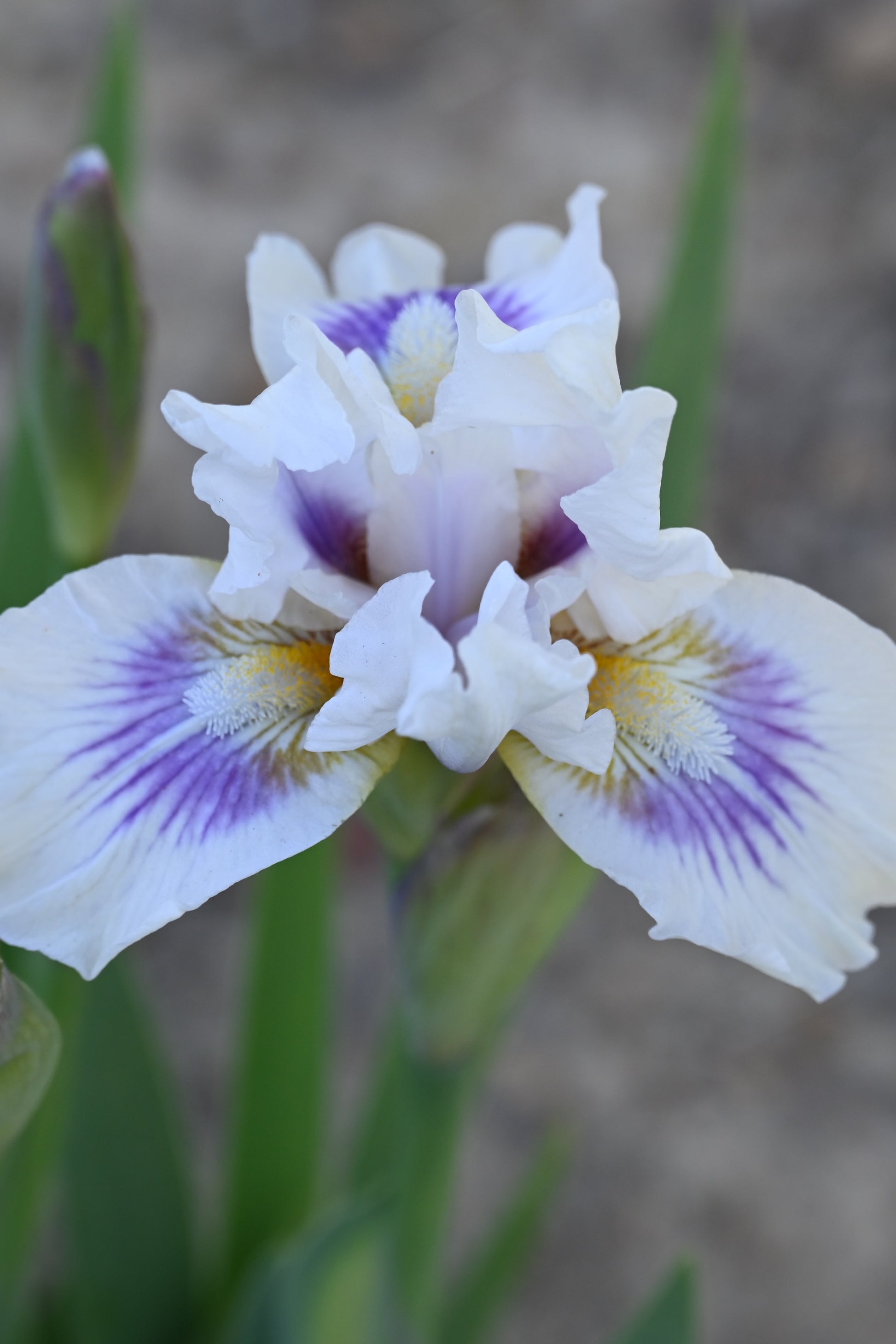 The flower O'Cool - Intermediate Bearded Iris (IB)