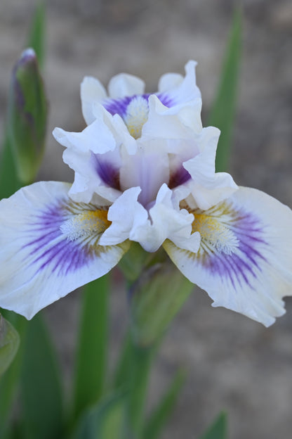 The flower O'Cool - Intermediate Bearded Iris (IB)