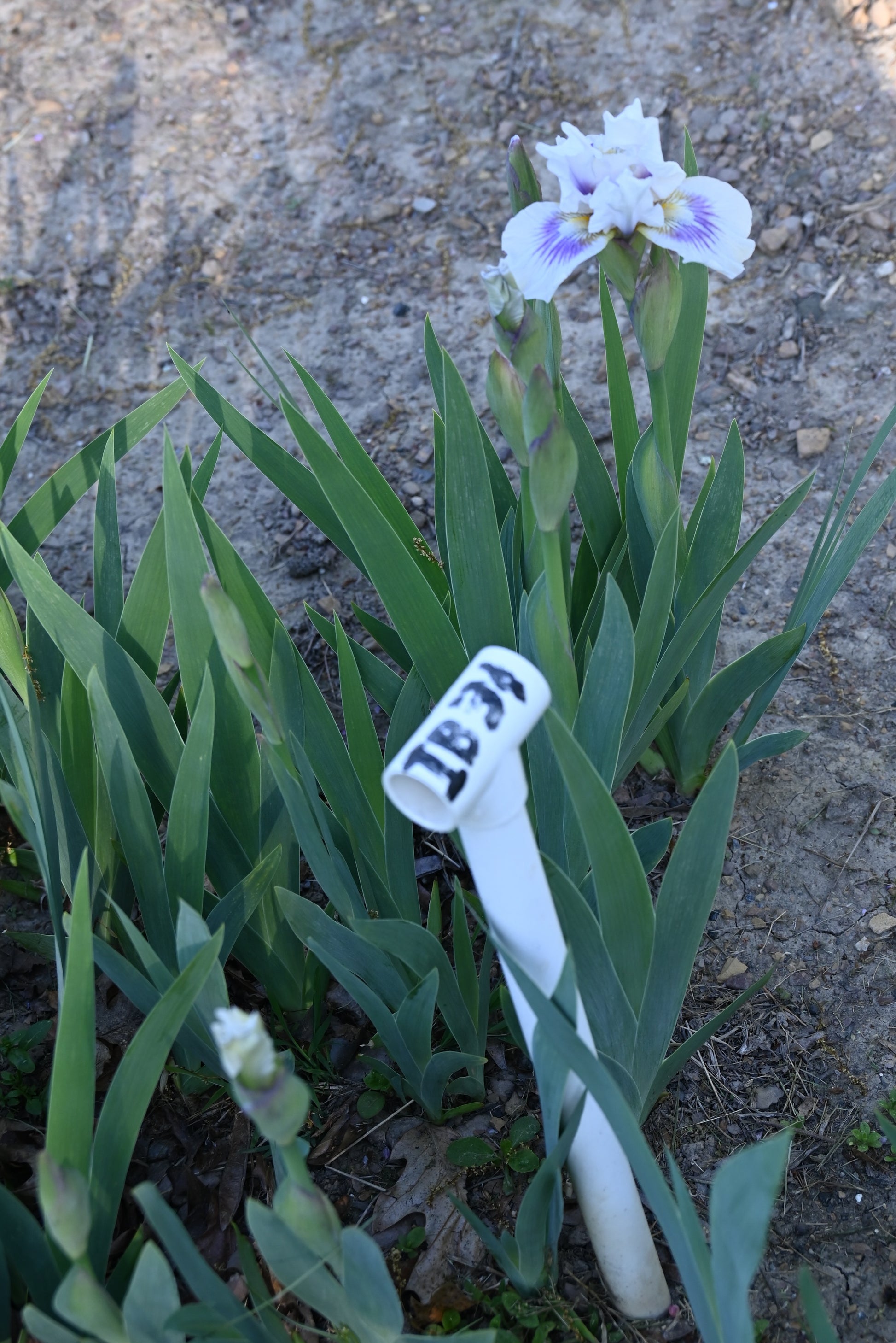 The flower O'Cool - Intermediate Bearded Iris (IB)