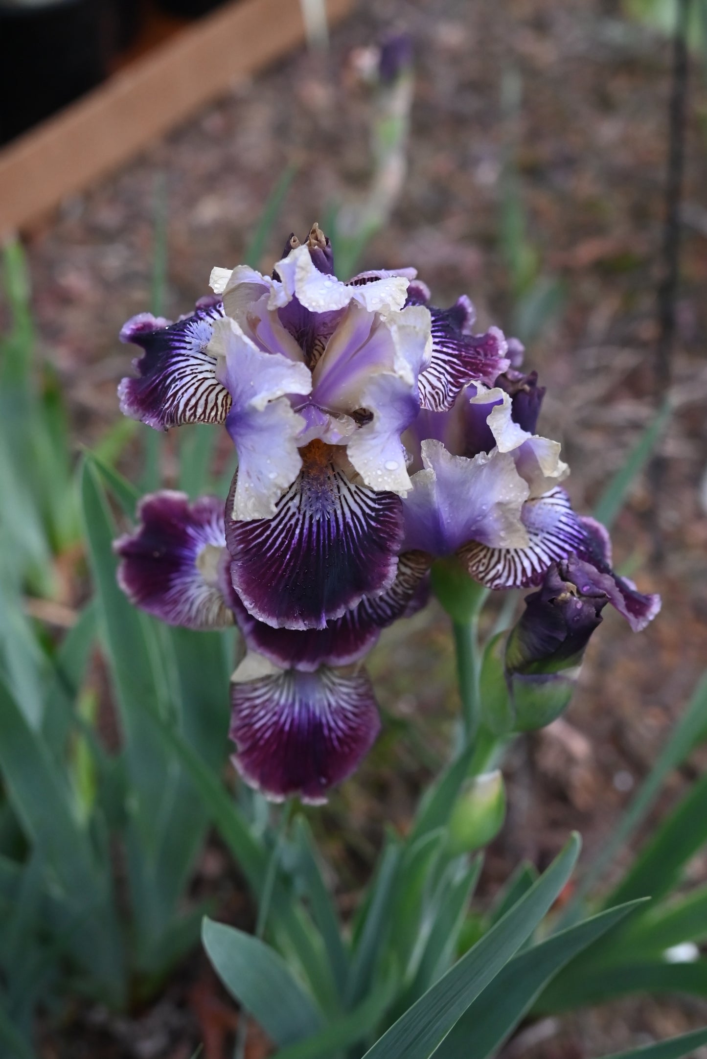 The flower Sculptured Wild - Intermediate Bearded Iris (IB)