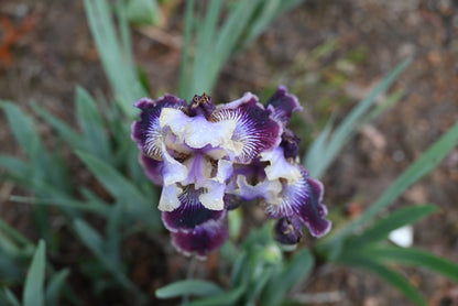 The flower Sculptured Wild - Intermediate Bearded Iris (IB)