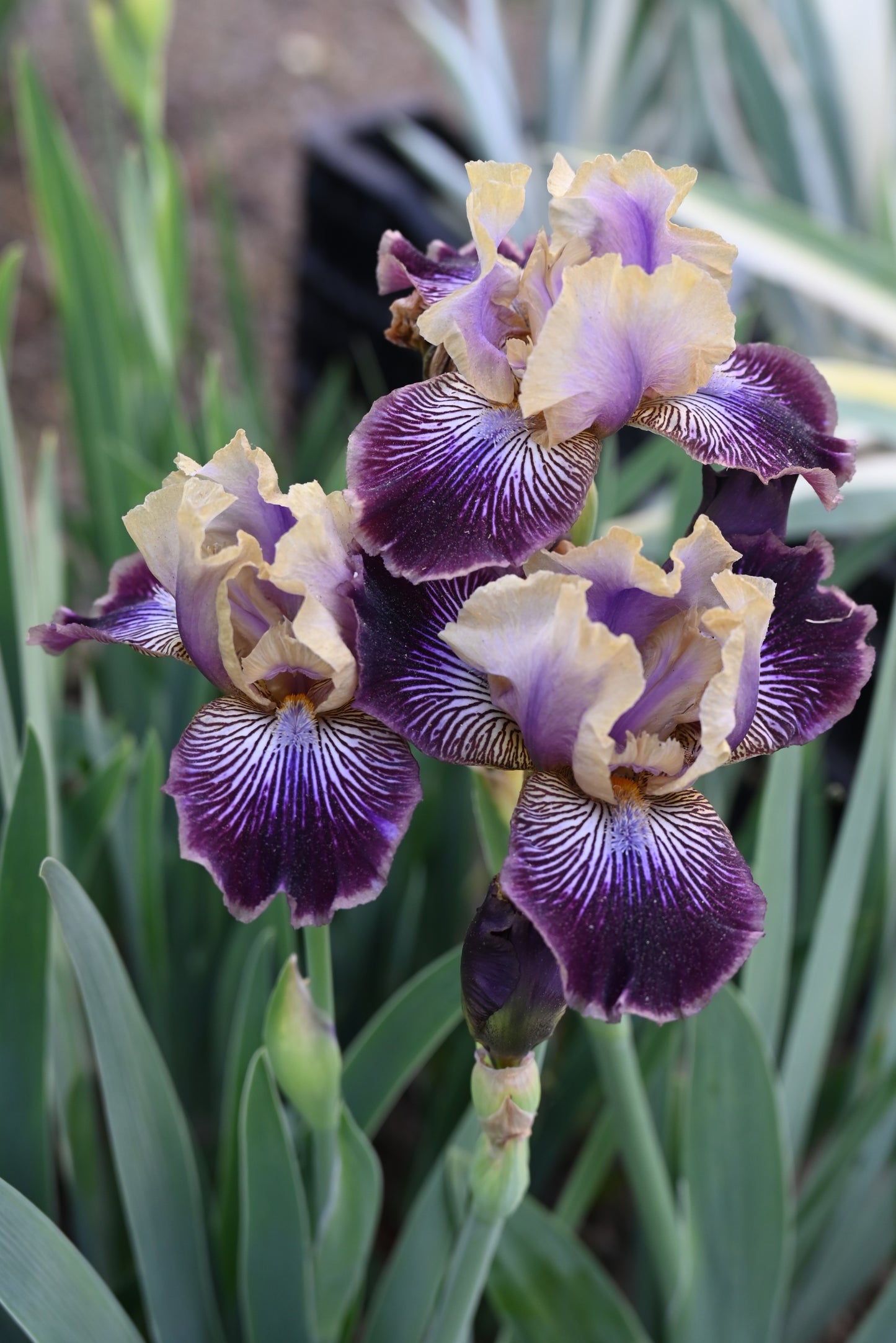 The flower Sculptured Wild - Intermediate Bearded Iris (IB)