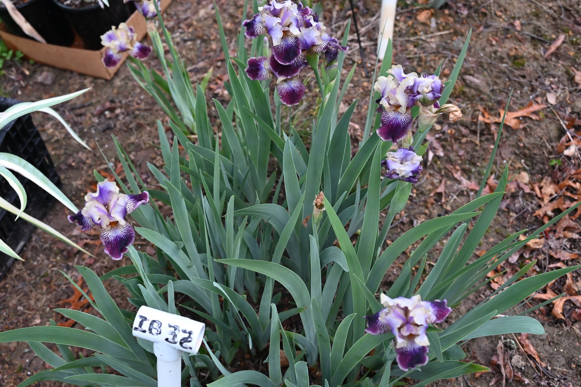 The flower Sculptured Wild - Intermediate Bearded Iris (IB)