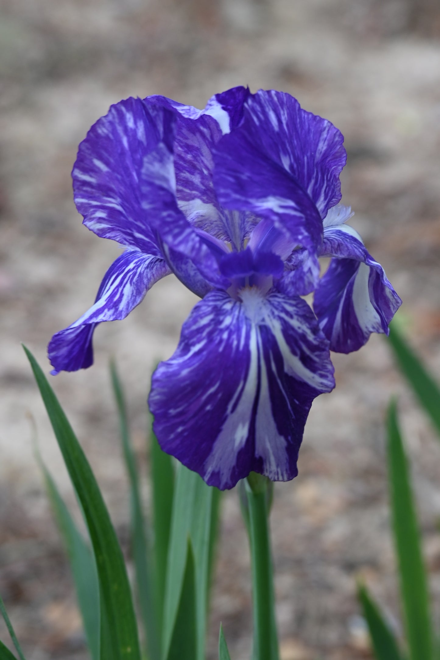 The flower Blueberry Filly - Intermediate Bearded Iris (IB)