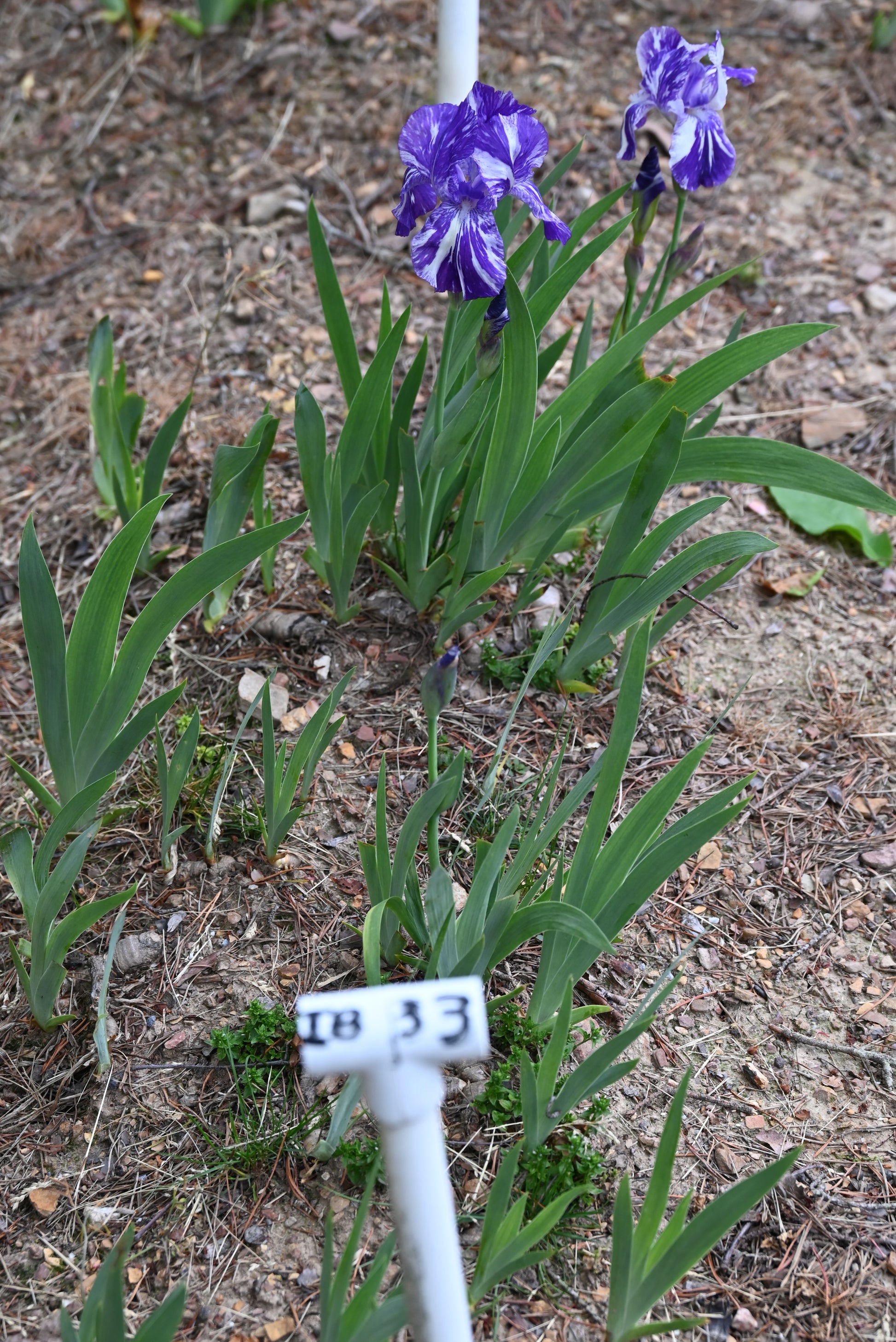 The flower Blueberry Filly - Intermediate Bearded Iris (IB)