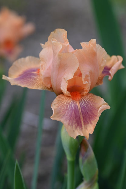 The flower Pink Pele - Intermediate Bearded Iris (IB)