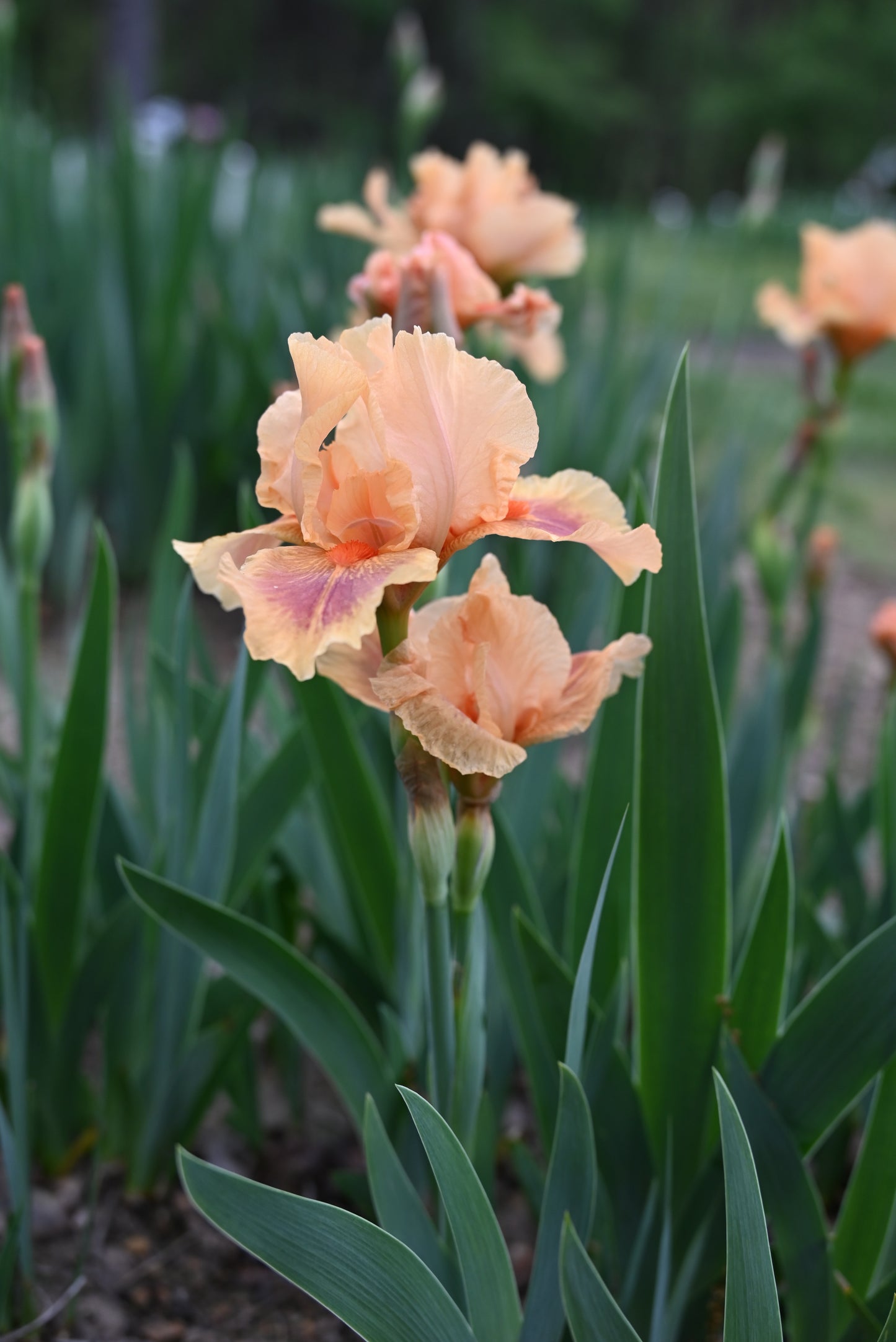 The flower Pink Pele - Intermediate Bearded Iris (IB)