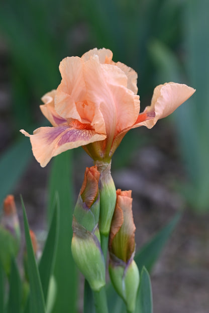 The flower Pink Pele - Intermediate Bearded Iris (IB)