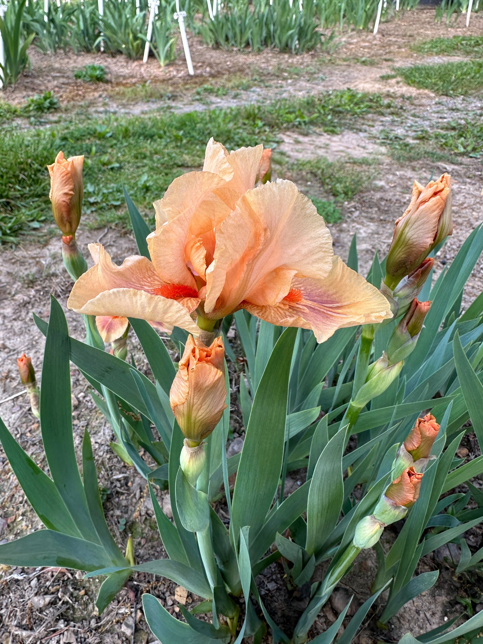 The flower Pink Pele - Intermediate Bearded Iris (IB)