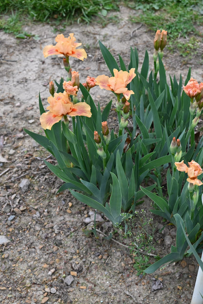 The flower Pink Pele - Intermediate Bearded Iris (IB)