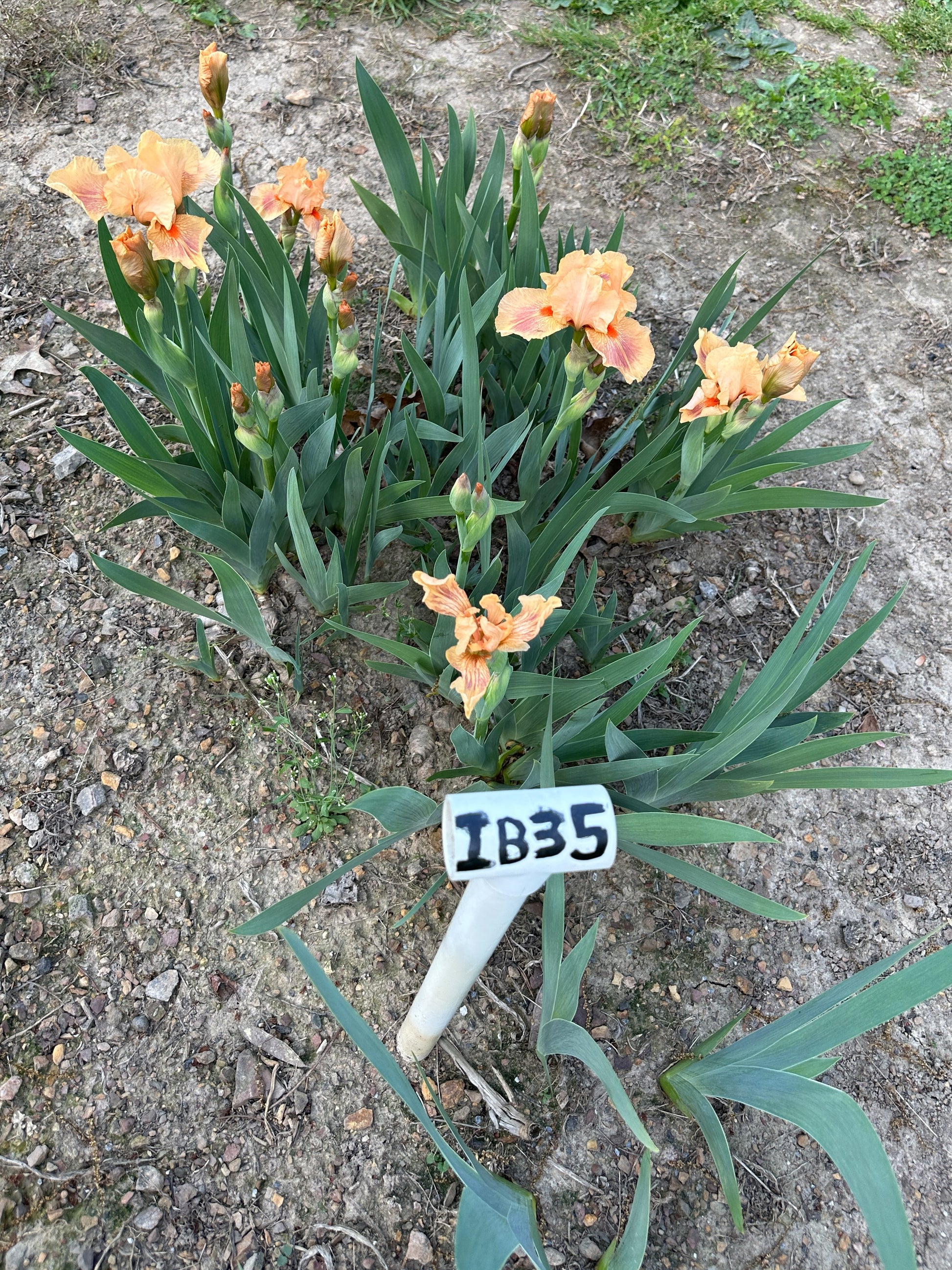 The flower Pink Pele - Intermediate Bearded Iris (IB)