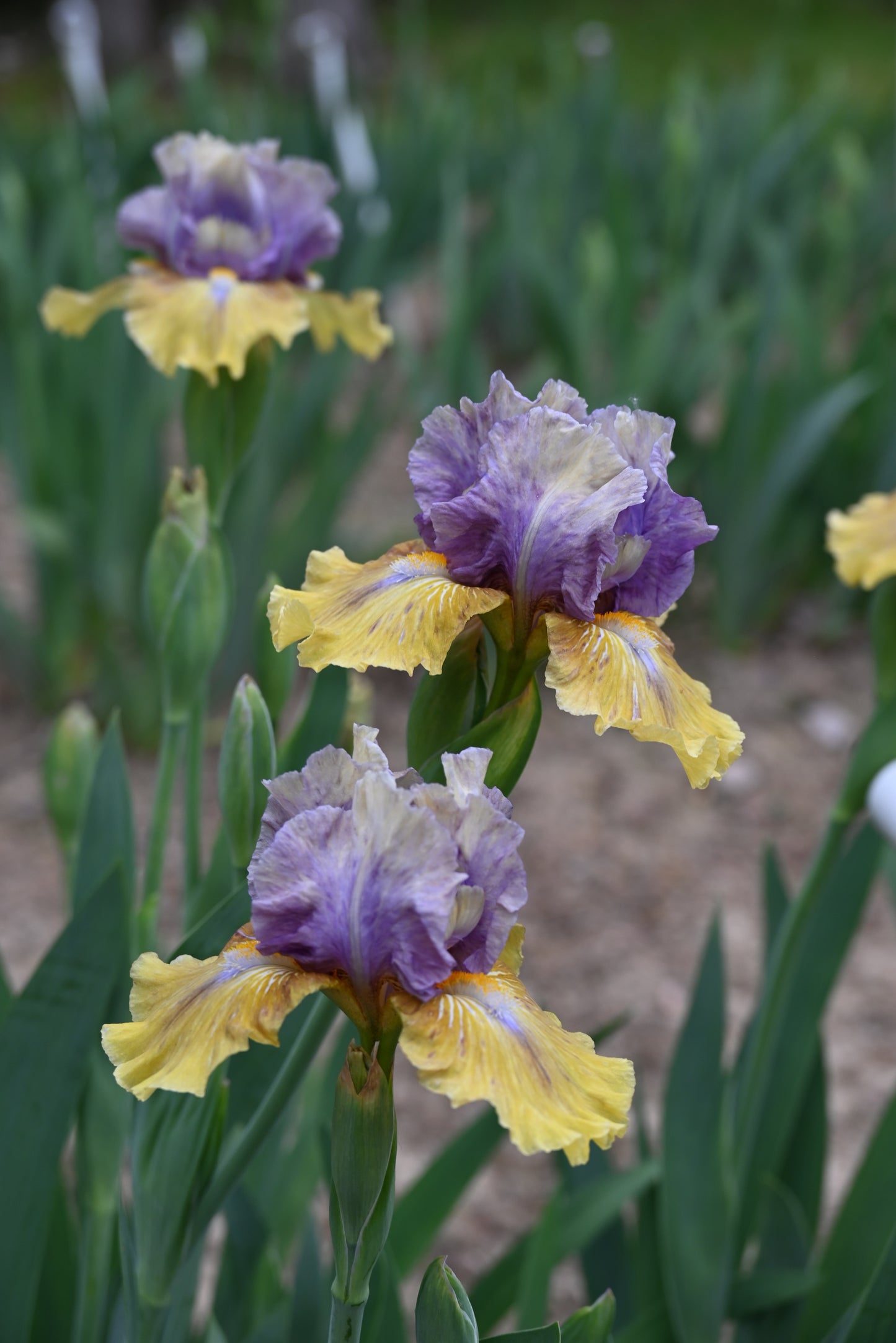 The flower Blueberry Flambe - Intermediate Bearded Iris (IB)