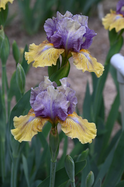 The flower Blueberry Flambe - Intermediate Bearded Iris (IB)