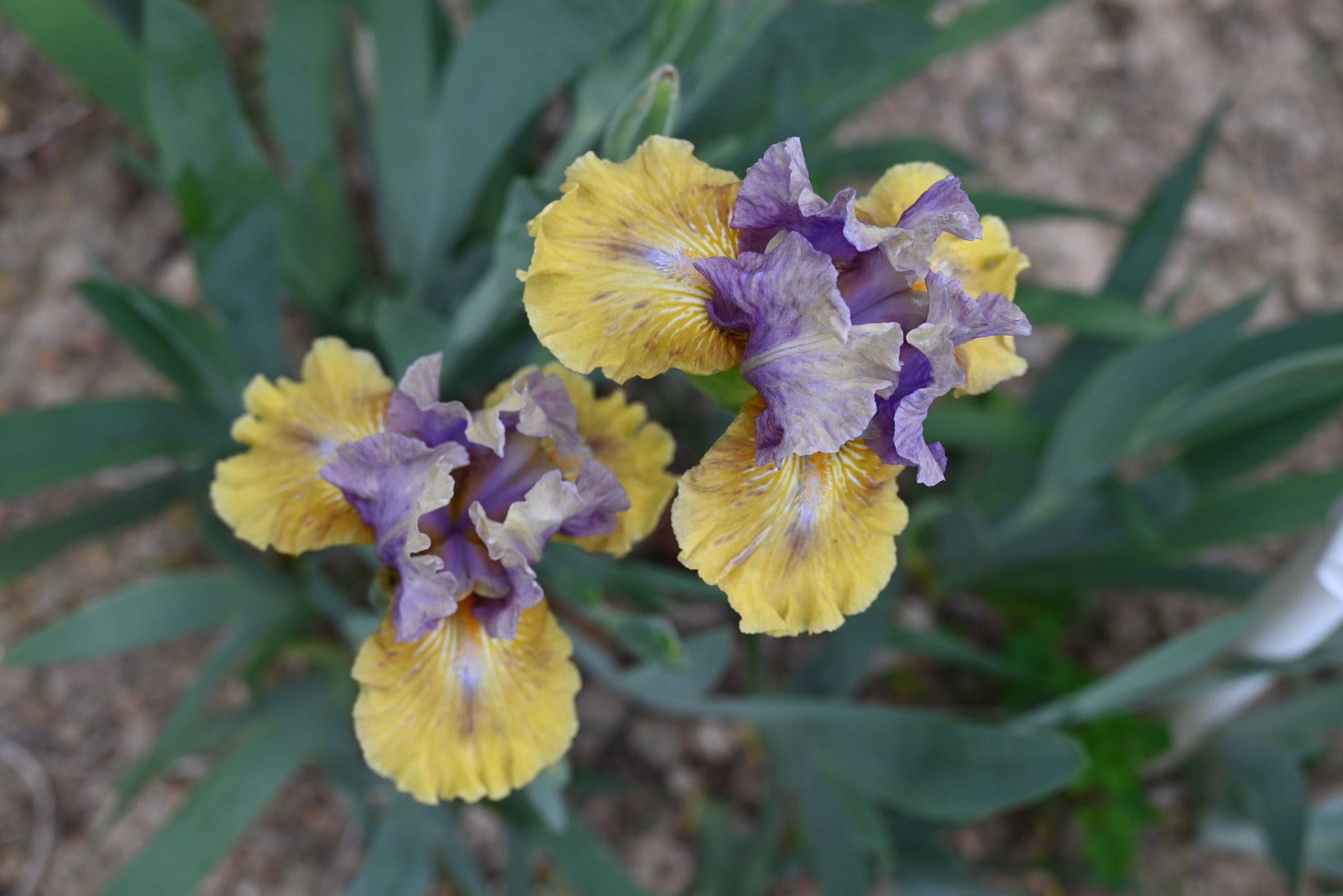 The flower Blueberry Flambe - Intermediate Bearded Iris (IB)