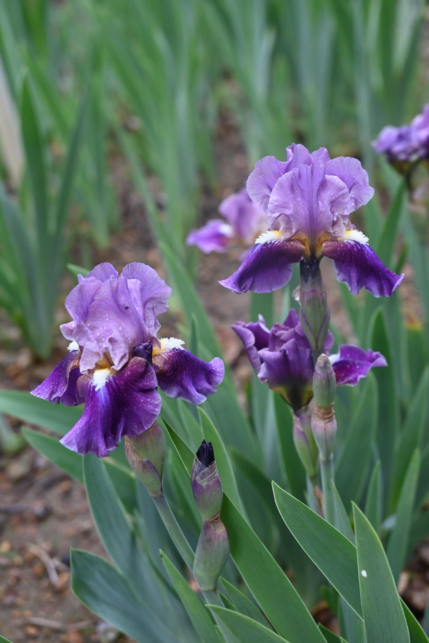 The flower Moonglade - Intermediate Bearded Iris (IB)