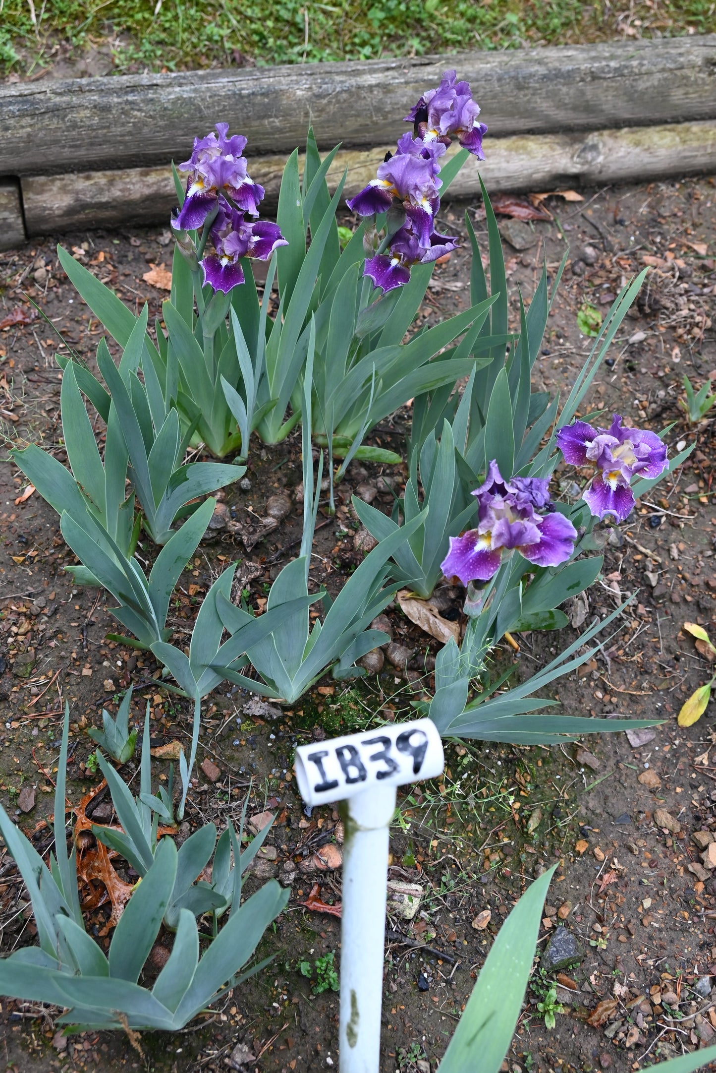 The flower Moonglade - Intermediate Bearded Iris (IB)