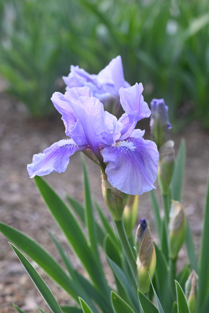 The flower Bedtime Story - Intermediate Bearded Iris (IB)