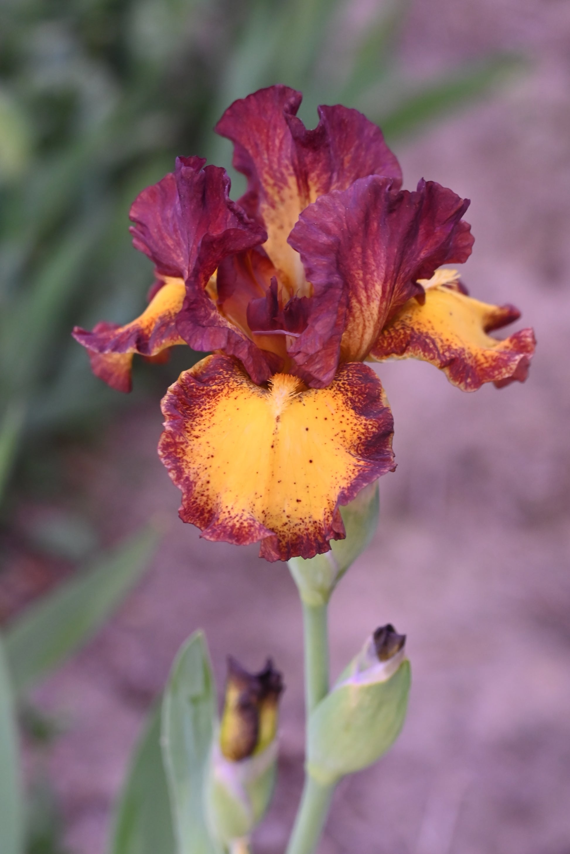 The flower Red Hot Chili - Intermediate Bearded Iris (IB)