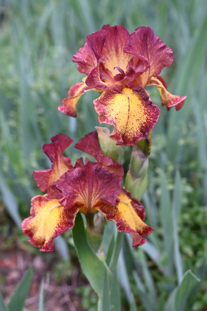 The flower Red Hot Chili - Intermediate Bearded Iris (IB)