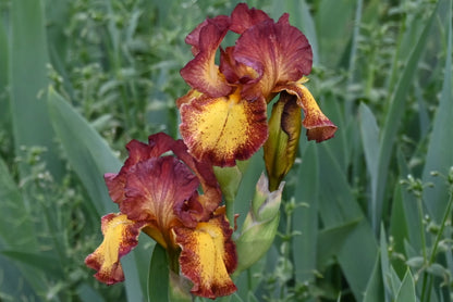 The flower Red Hot Chili - Intermediate Bearded Iris (IB)