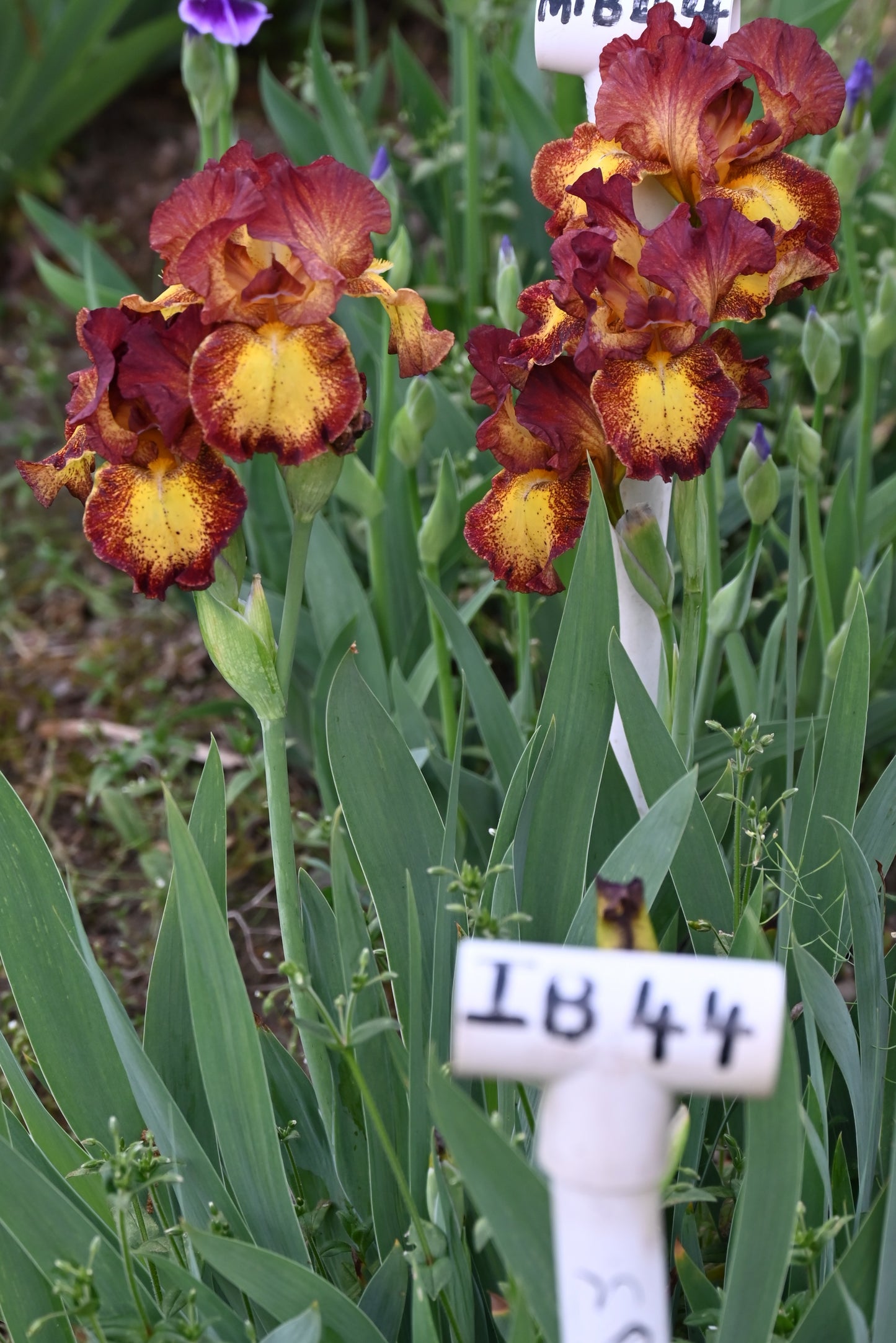 The flower Red Hot Chili - Intermediate Bearded Iris (IB)