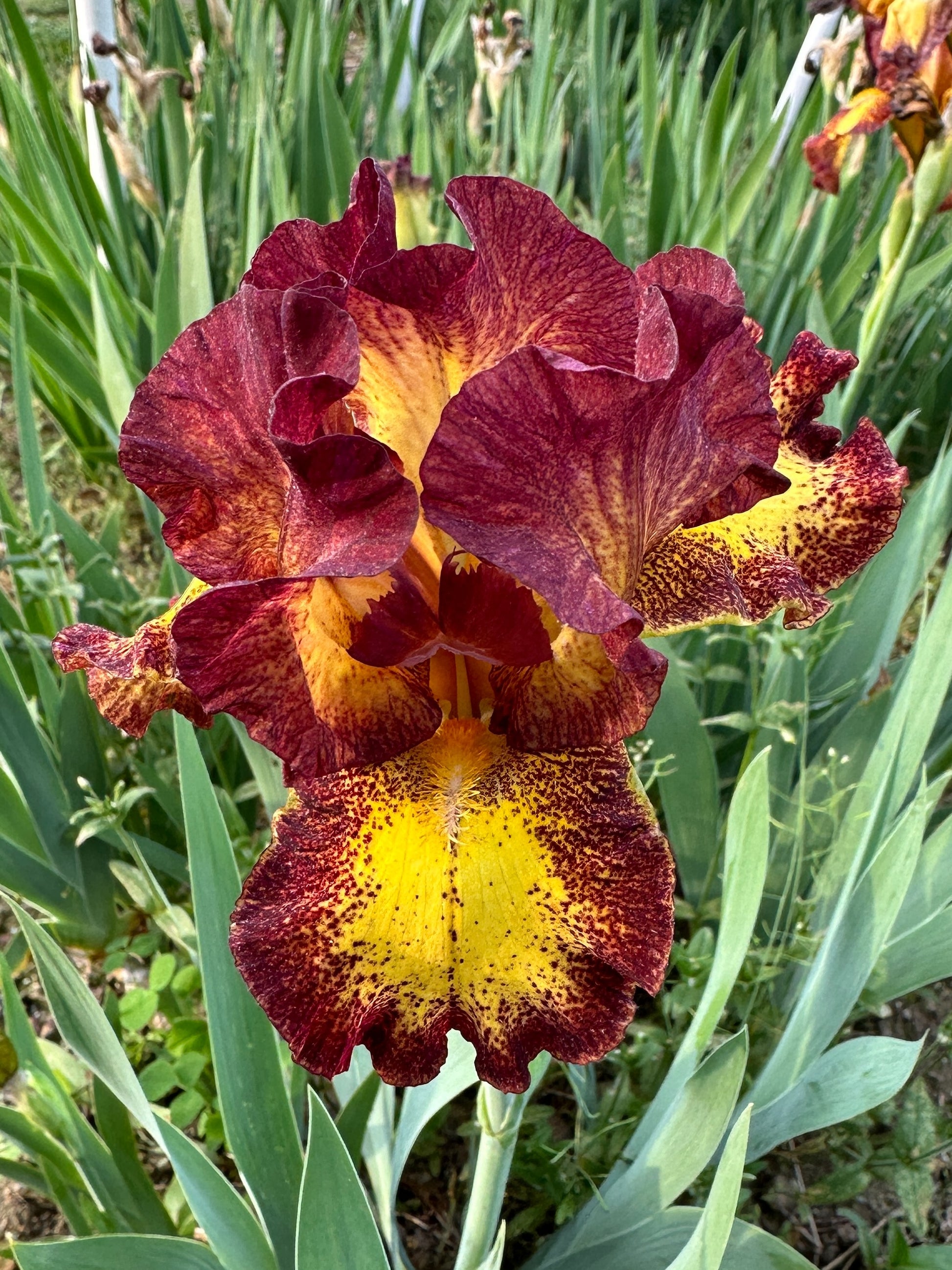 The flower Red Hot Chili - Intermediate Bearded Iris (IB)