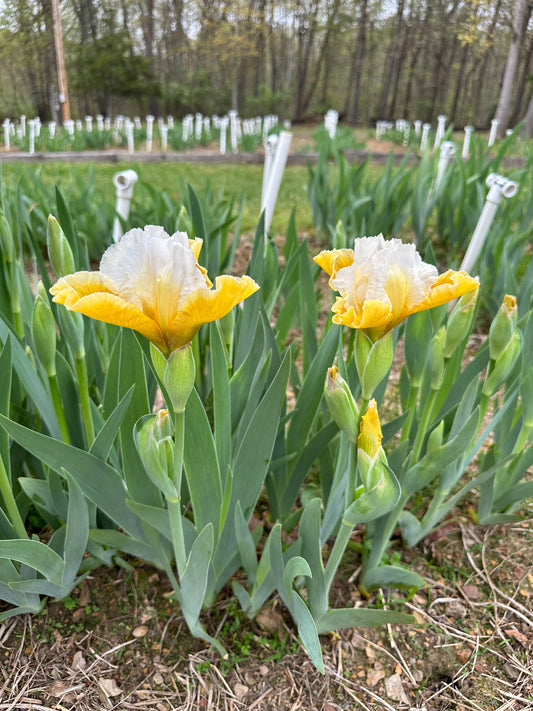 The flower Tessie The Tease - Intermediate Bearded Iris (IB)