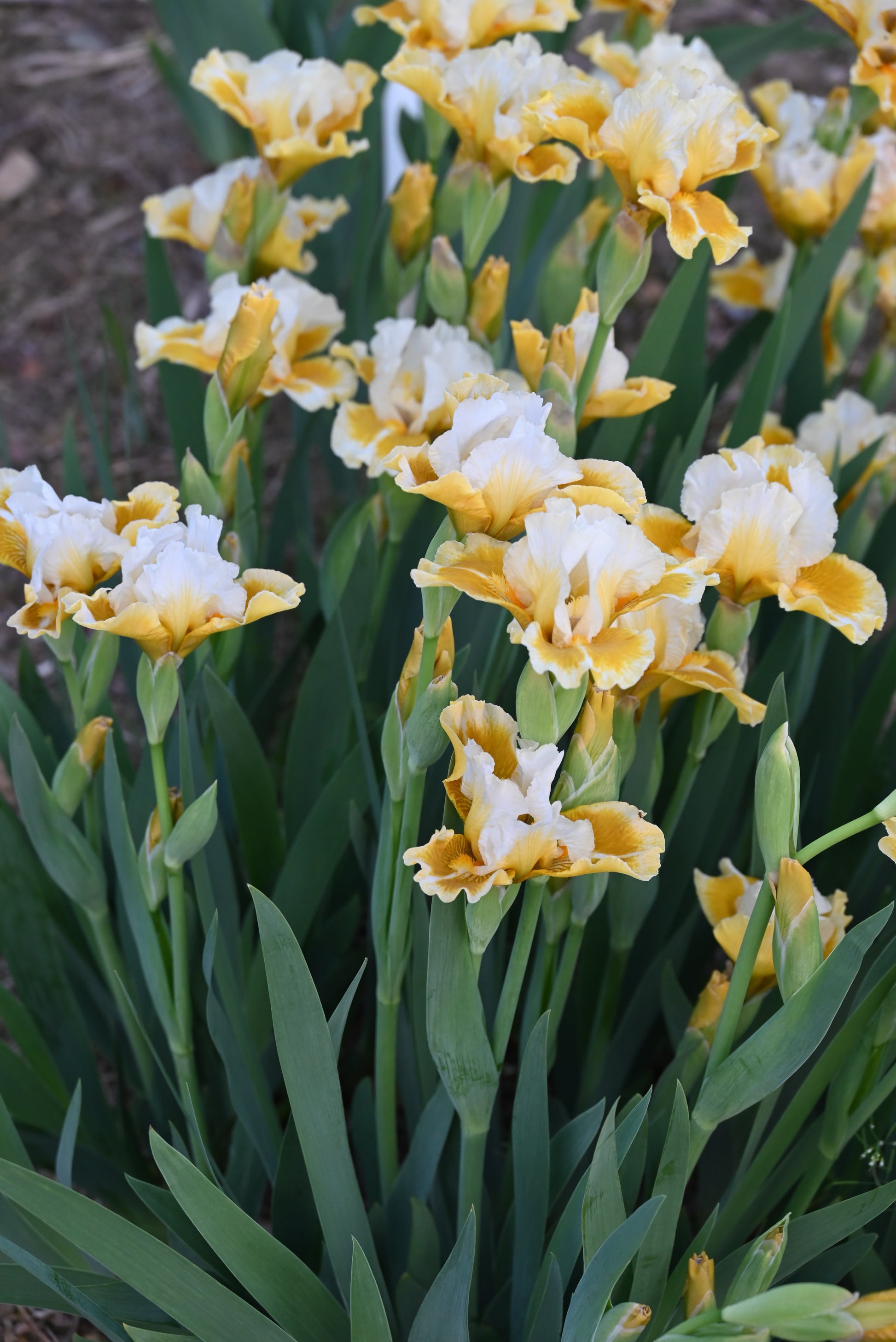 The flower Tessie The Tease - Intermediate Bearded Iris (IB)