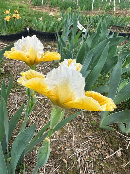 The flower Tessie The Tease - Intermediate Bearded Iris (IB)