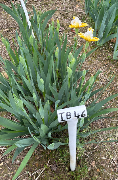 The flower Tessie The Tease - Intermediate Bearded Iris (IB)