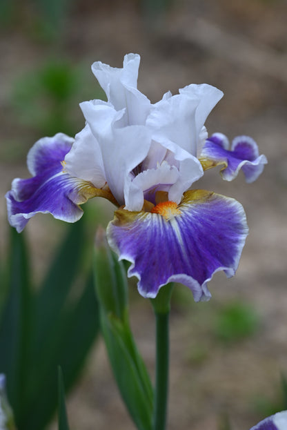 The flower Dazzling - Intermediate Bearded Iris (IB)