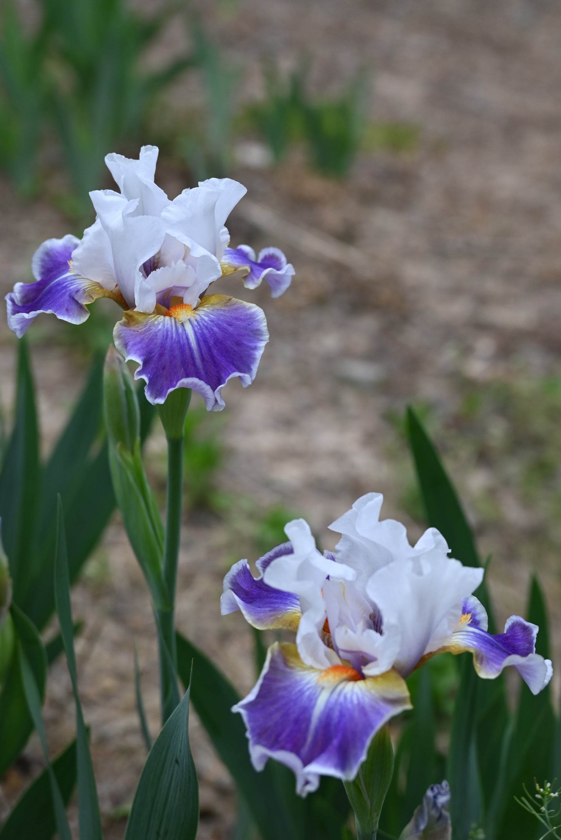 The flower Dazzling - Intermediate Bearded Iris (IB)