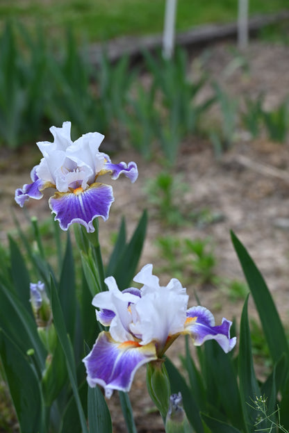 The flower Dazzling - Intermediate Bearded Iris (IB)