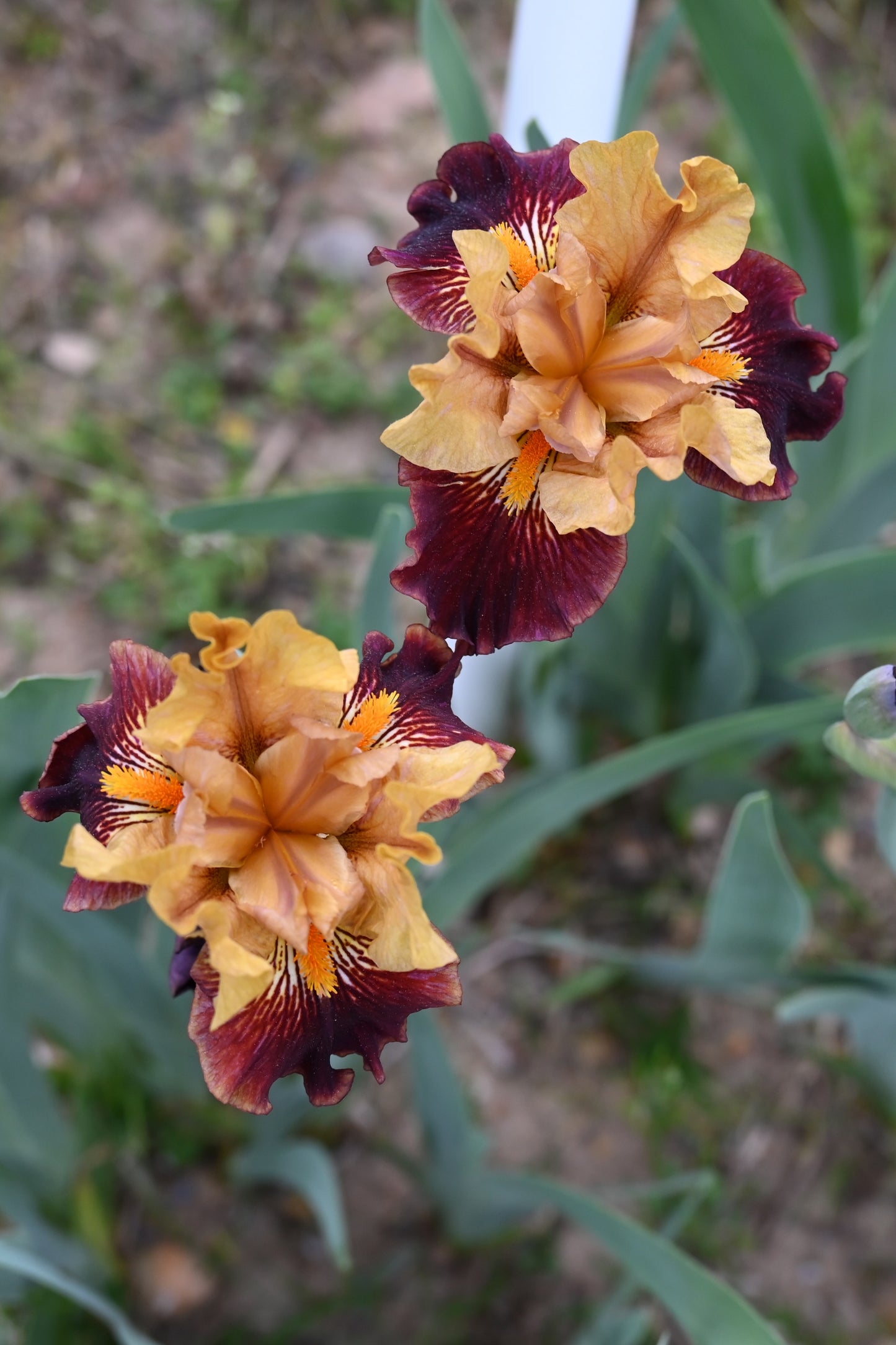 The flower Gold And Rubies - Intermediate Bearded Iris (IB)