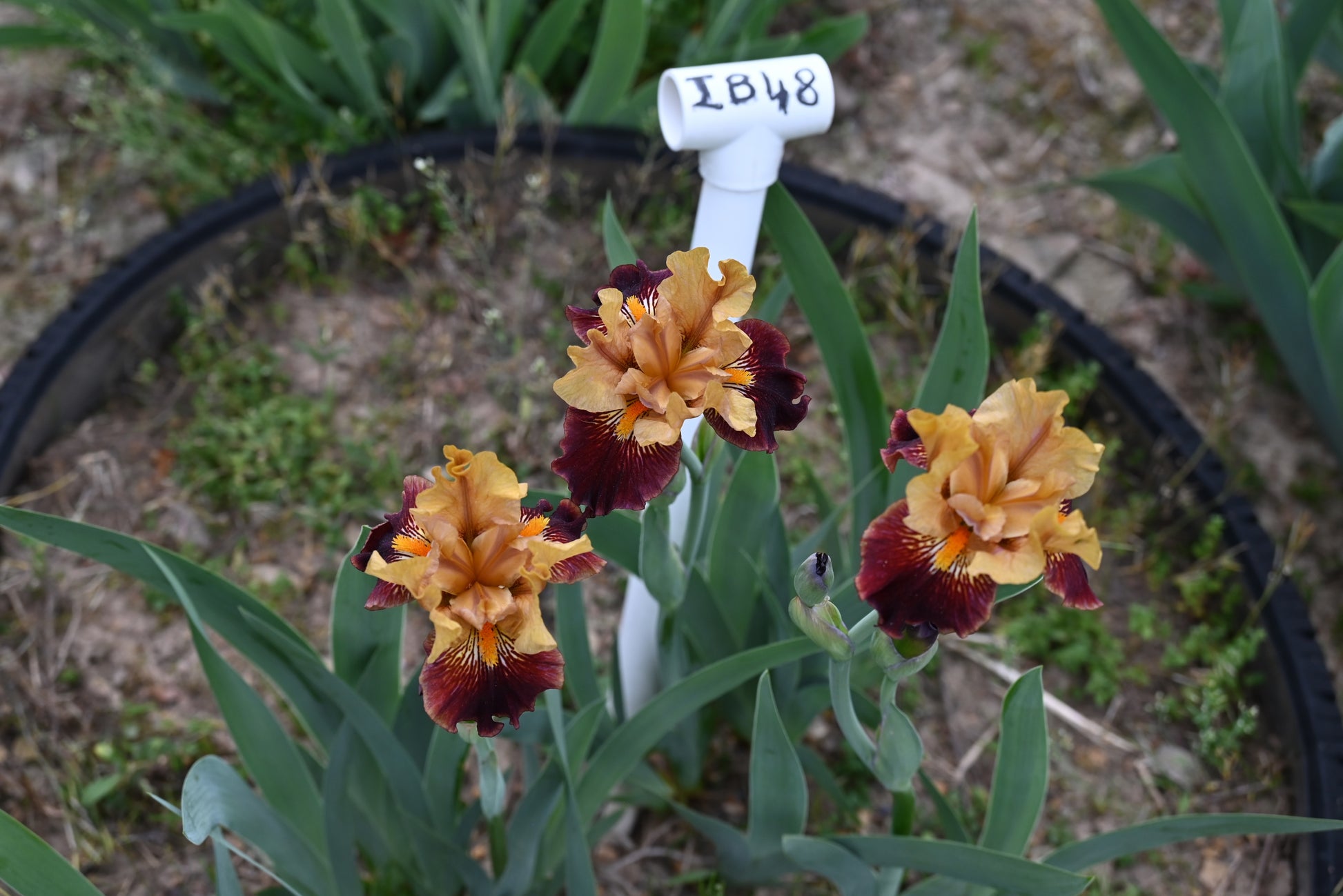 The flower Gold And Rubies - Intermediate Bearded Iris (IB)