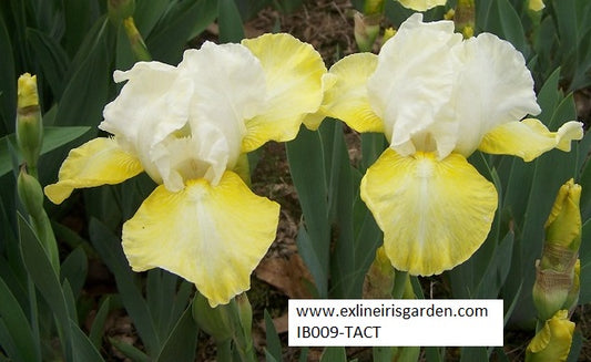 The flower Tact - Intermediate Bearded Iris (IB)