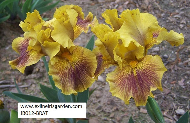 The flower Brat - Intermediate Bearded Iris (IB)