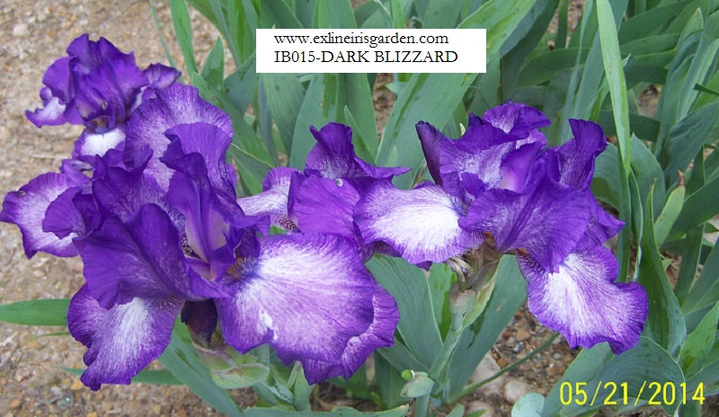 The flower Dark Blizzard - Intermediate Bearded Iris (IB)