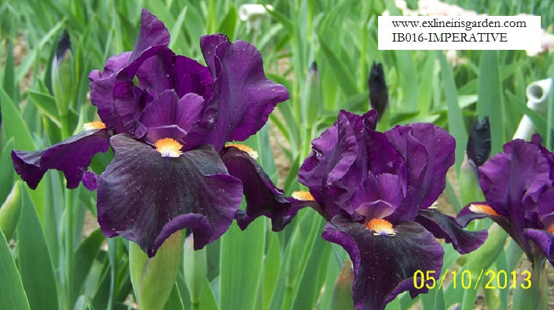 The flower Imperative - Intermediate Bearded Iris (IB)